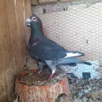 جفت نرو ماده بشرط ذات