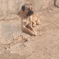 سگ سرابی نگهبان|سگ|بجنورد, |دیوار