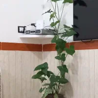 گل گوش گرگی