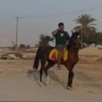 اسب عرب کرد  ۶به ۷