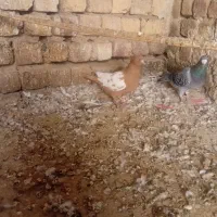 کفتر|پرنده|قم, مهر آباد|دیوار