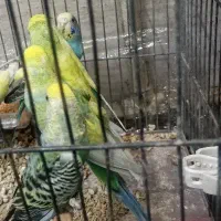 مرغ عشق جفت