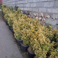 گلکده علی|گل و گیاه طبیعی|چابکسر, |دیوار