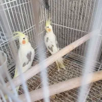 تعداد عروس بالغ