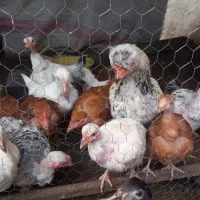 مرغ و خروس جوجه گردن لختی