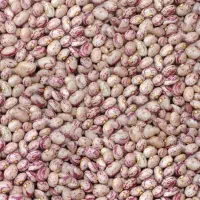 لوبیا چیتی کیلویی 500000