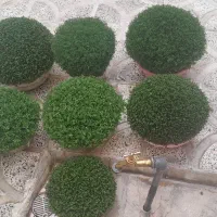 سبزه|خدمات باغبانی و درختکاری|الشتر, |دیوار