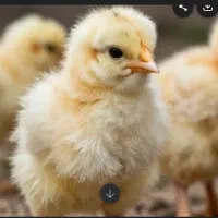 تعدادی جوجه یک روزه تا یک هفته