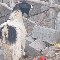 بز .گیسه|حیوانات مزرعه|جیرفت, |دیوار