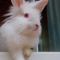 خرگوش لوپ سفید