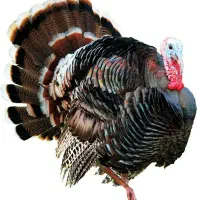 تخم نطفه داربوقلمون|حیوانات مزرعه|فیروزه, |دیوار