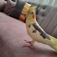 عروس هلندی دستی|پرنده|آران و بیدگل, |دیوار