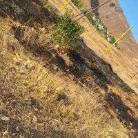 فروش زمین|فروش زمین و ملک کلنگی|طالقان, |دیوار