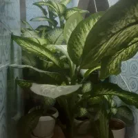 گل وگلدون|گل و گیاه طبیعی|محمدیه-قزوین, |دیوار