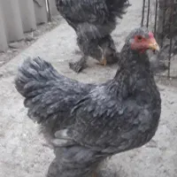 مرغ و خروس و نیمچه برهما امپراطور اصل رنگ خاص