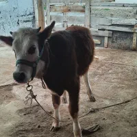 گوساله سیمینتال ماده هیکل درشت چاق|حیوانات مزرعه|گمیشان, |دیوار