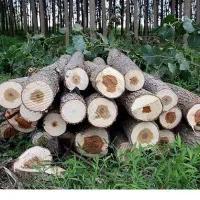 خریدار انواع چوب به صورت نقدی|خدمات باغبانی و درختکاری|بندر انزلی, شهر صنعتی انزلی|دیوار