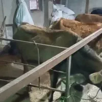 گاو گوساله|حیوانات مزرعه|چمستان, |دیوار