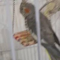 عروس هلندی گم شده