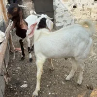 بز ، پازن|حیوانات مزرعه|بندر کنگان, |دیوار