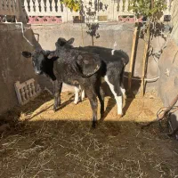 گوساله ماده