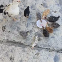 مرغ و جوجه گلین