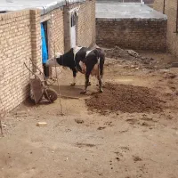 یک راس گاو سیمینتال جوان