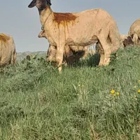قوچ ورن سنجابی اصیل