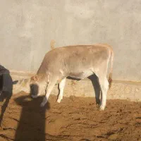 گوساله و گاو شیری|حیوانات مزرعه|باشتین, |دیوار