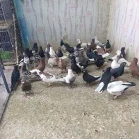 پرنده جدید رسید