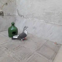 تعدادی حییون فروش ارزش دار