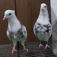جفت کبوتر طوقی