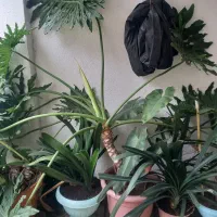 ۲ تا گلدون پنجه گرگی