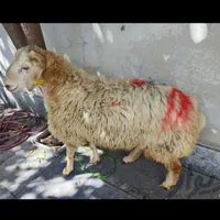 گوسفند ارسال تهرانپارس پیروزی نارمک پاسدارن درزنده|حیوانات مزرعه|تهران, تهرانپارس غربی|دیوار