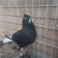 ماده دم سفید با جوجه|پرنده|بندر ماهشهر, |دیوار