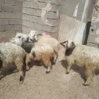 بره نر و ماده|حیوانات مزرعه|مسجد سلیمان, |دیوار