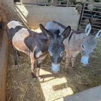 الاغ ماده وکره
