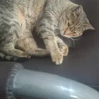 واگذاری رایگان گربه ملوس، اهلی