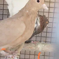 تعدادی کفتر ماده و نر