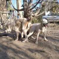 سگ آلابای روس|سگ|گنبد کاووس, |دیوار