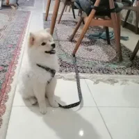 آگهی فروش پامر