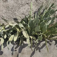 گل کاکتوس|گل و گیاه طبیعی|ری, شهید غیوری (ابن باویه)|دیوار