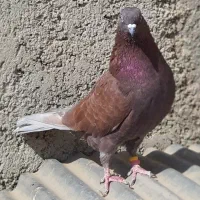 کبوتر پرشی قیمت تومتن نوشتم بخانید مرسی|پرنده|هشتگرد, شهرک اداری|دیوار