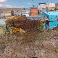 عسل امسال