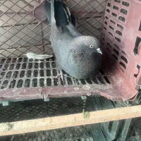 کبوتر پرشی|پرنده|کاشان, صنعت|دیوار