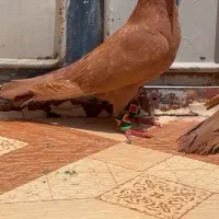 نروماده سرخ کاکل عتیقه