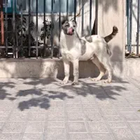 سگ نگهبان آماده به کار خط خونی نگهبان|سگ|تهران, ستارخان|دیوار