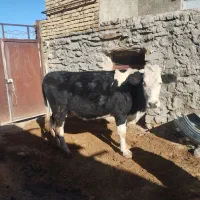 یک عددگاو سیمینتال هشت ماه ابستن شکم دوم|حیوانات مزرعه|رزن, |دیوار