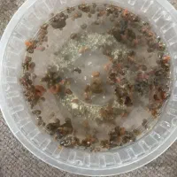 حلزون رامشورن
