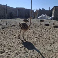 جوجه شتر مرغ|حیوانات مزرعه|سبزوار, قصبه غربی|دیوار